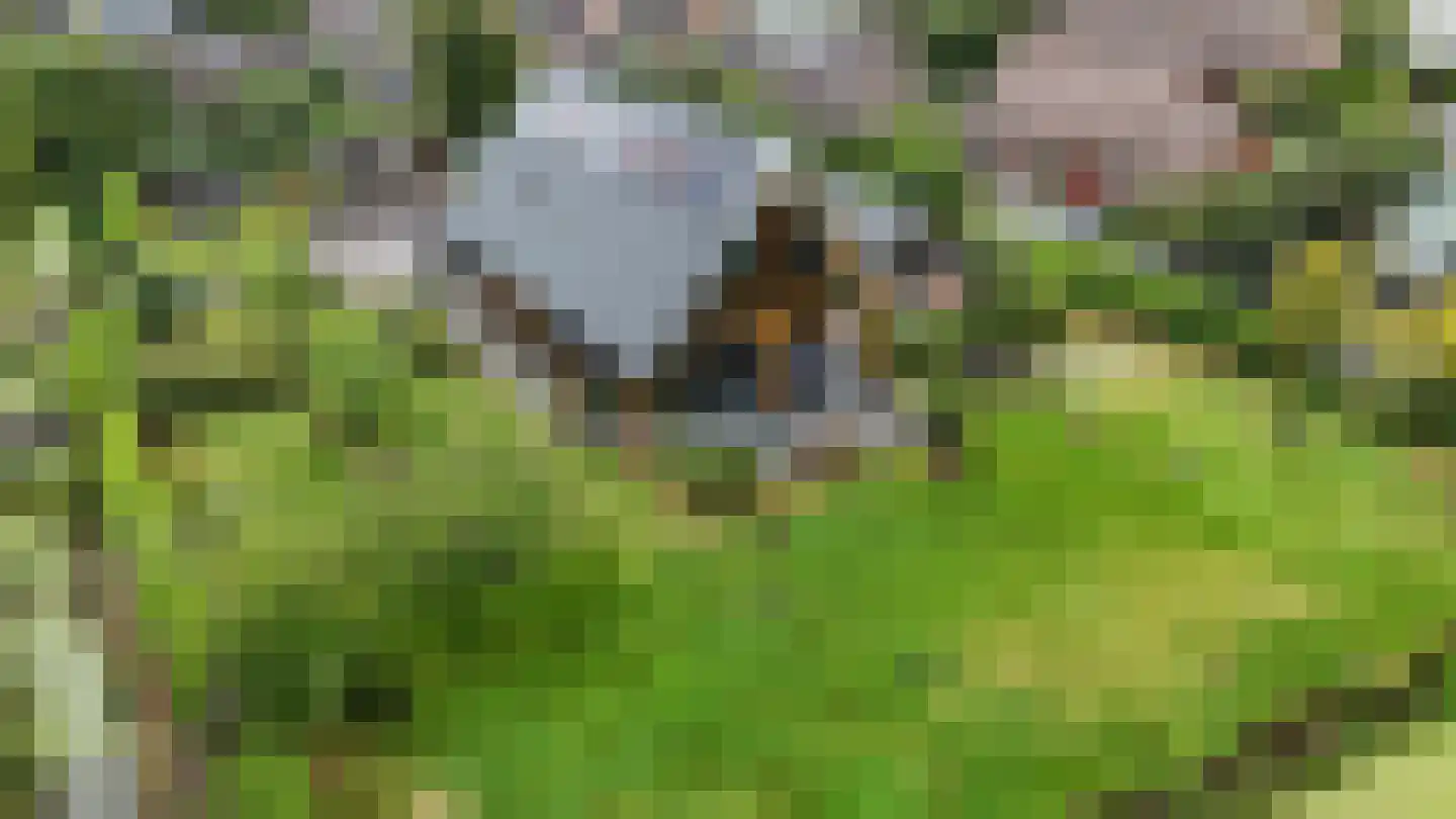Voetpad 66 Scherpenzeel foto 2
