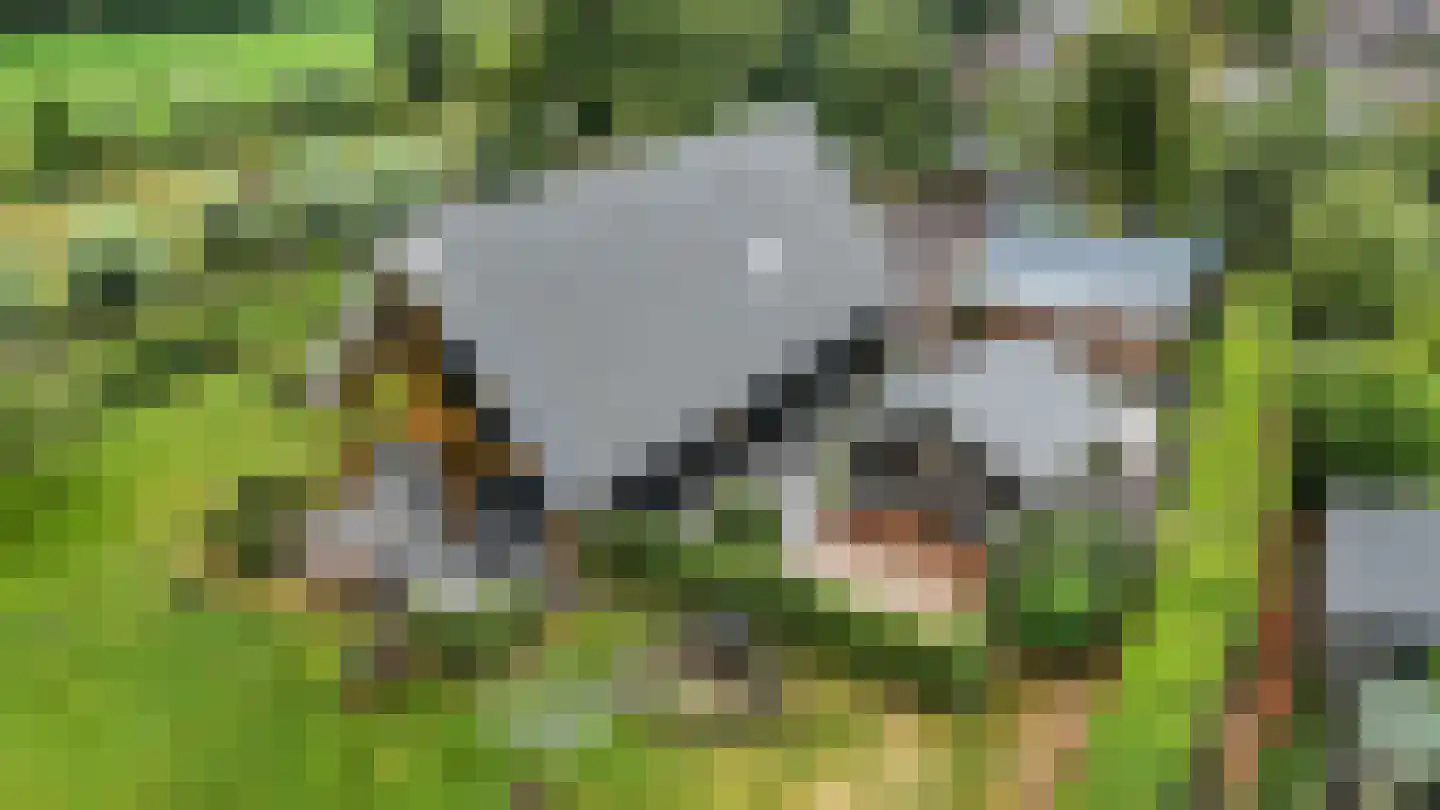 Voetpad 66 Scherpenzeel thumbnail 88