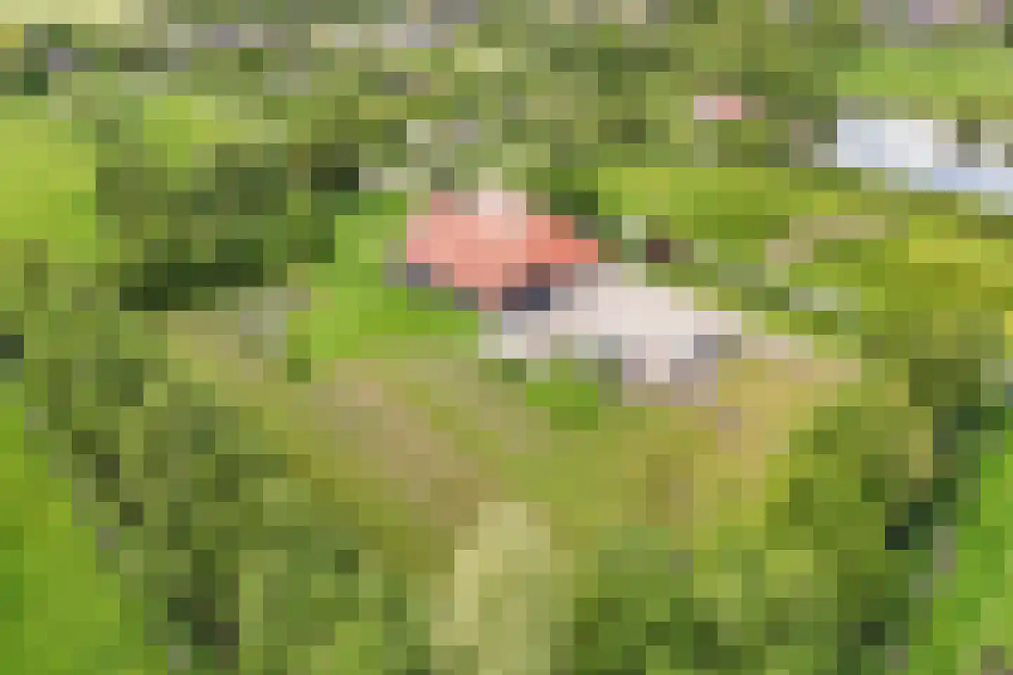 Voetpad 81 Scherpenzeel thumbnail 54