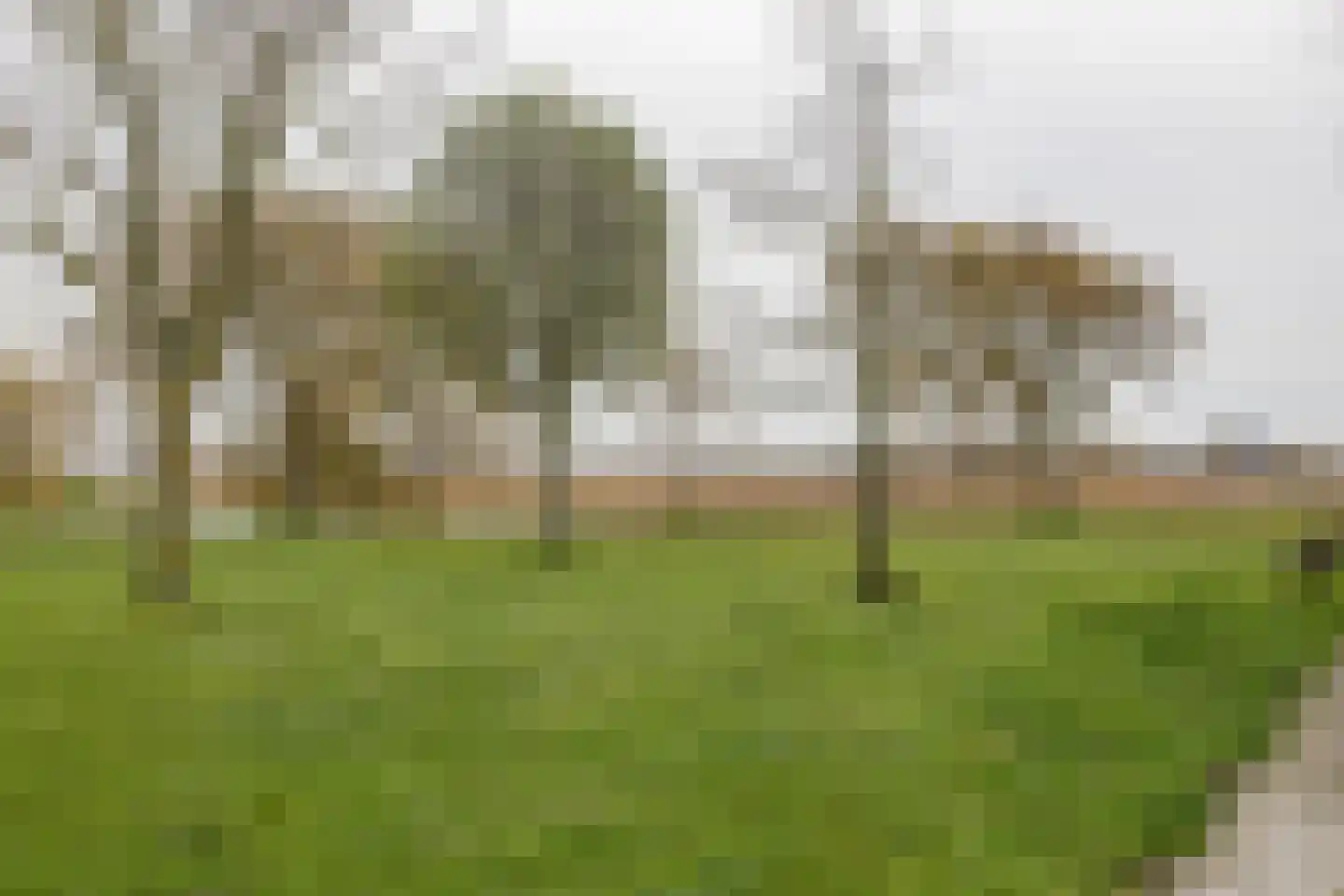 Vogelarij 27 Callantsoog thumbnail 23