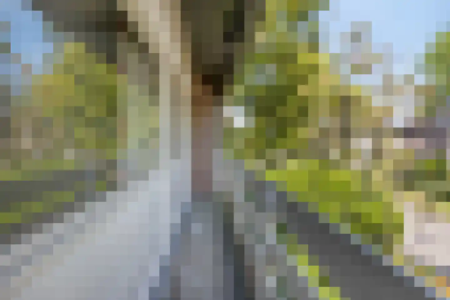 Vogelbos 59 Prinsenbeek thumbnail 22