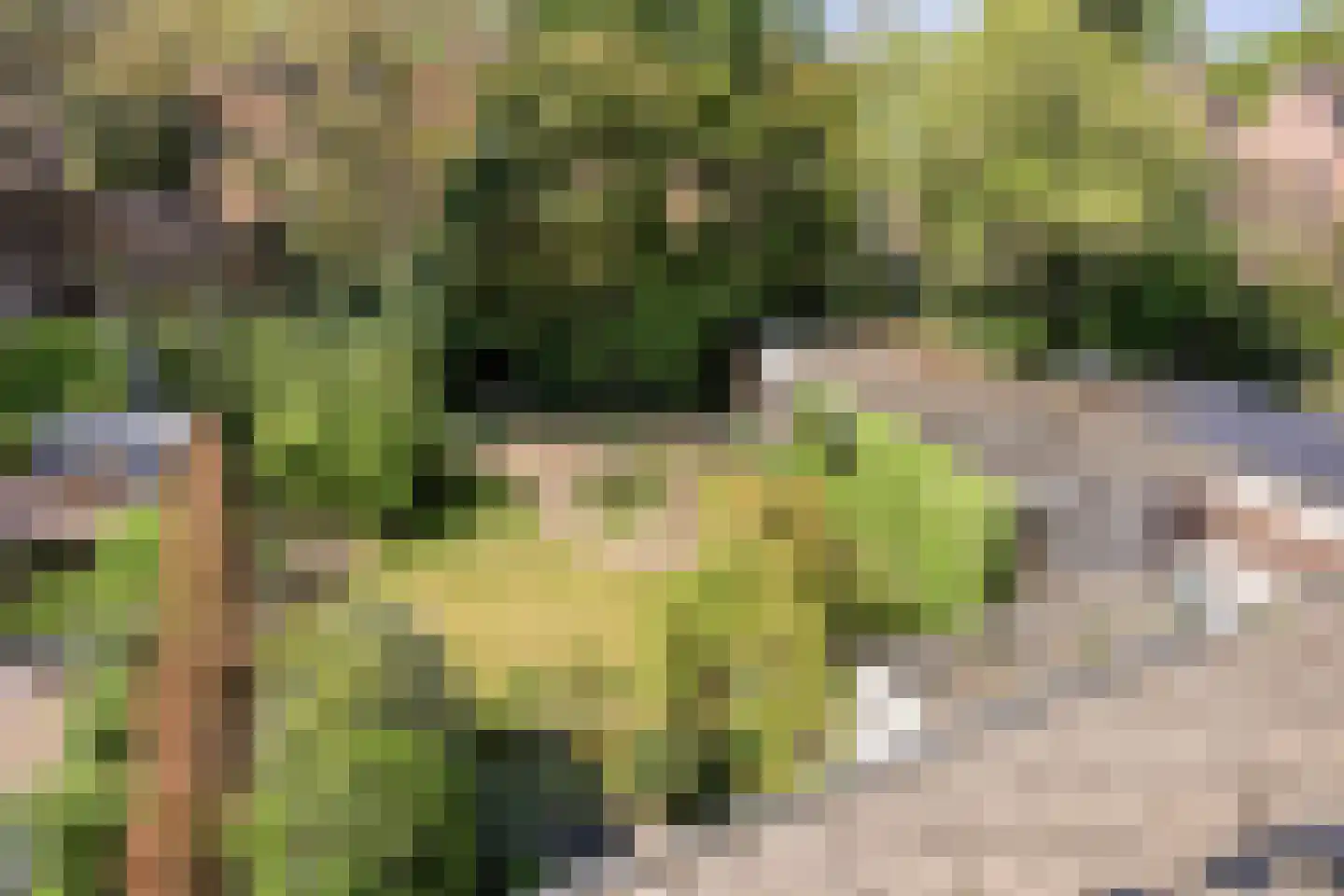 Vogelbos 59 Prinsenbeek thumbnail 38