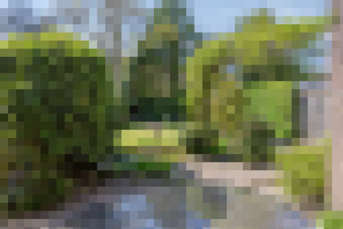 Vogelbos 59 Prinsenbeek thumbnail 44