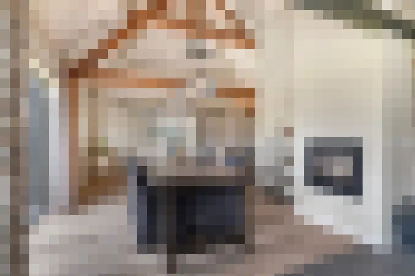 Vogelenzang 10 Chaam thumbnail 11
