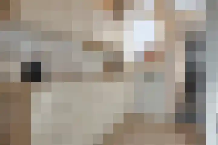 Vogelenzang 16 Breskens thumbnail 11