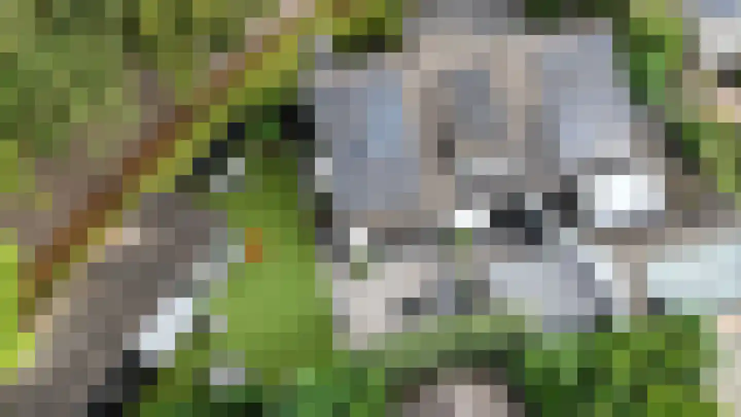 Vogelenzang 31 Lieshout thumbnail 76