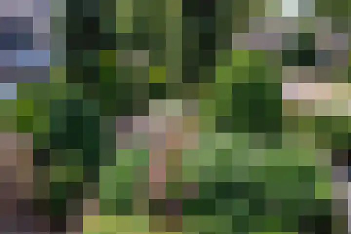Vogelenzang 37 Lieshout thumbnail 36