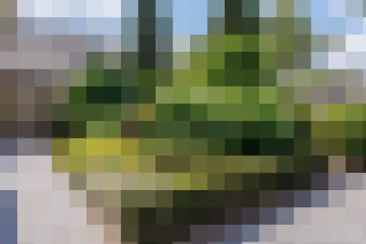 Vogelenzang 37 Lieshout thumbnail 52
