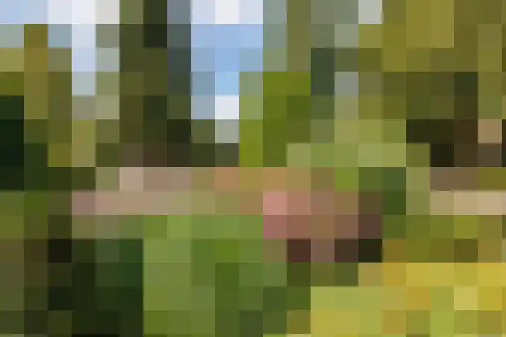 Vogelenzang 37 Lieshout thumbnail 54