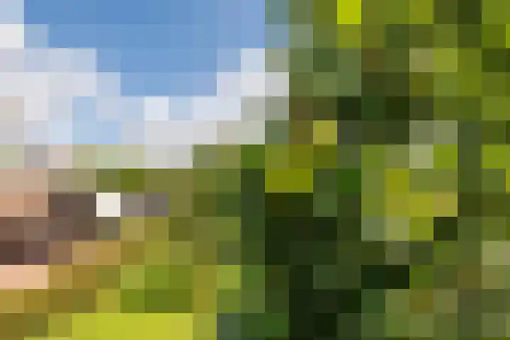 Vogelenzang 37 Lieshout thumbnail 58