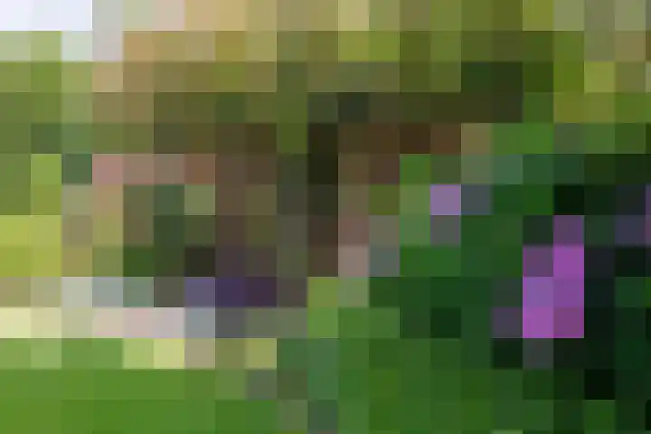 Vogelenzang 37 Lieshout thumbnail 65
