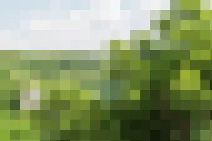 Vogelenzang 4 14 Rhenen thumbnail 47
