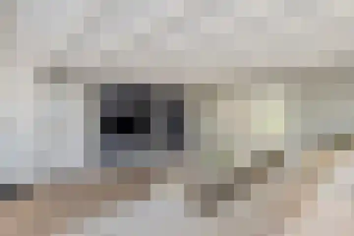 Vogelenzang 6 Malden thumbnail 17