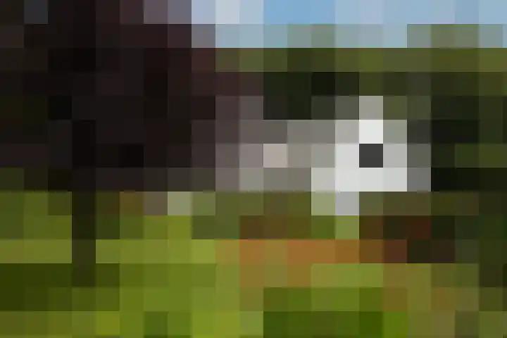 Vogelenzangseweg 69 Vogelenzang thumbnail 31