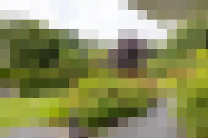 Vogelenzangseweg 69 Vogelenzang thumbnail 33