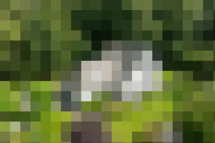 Vogelenzangseweg 69 Vogelenzang thumbnail 36