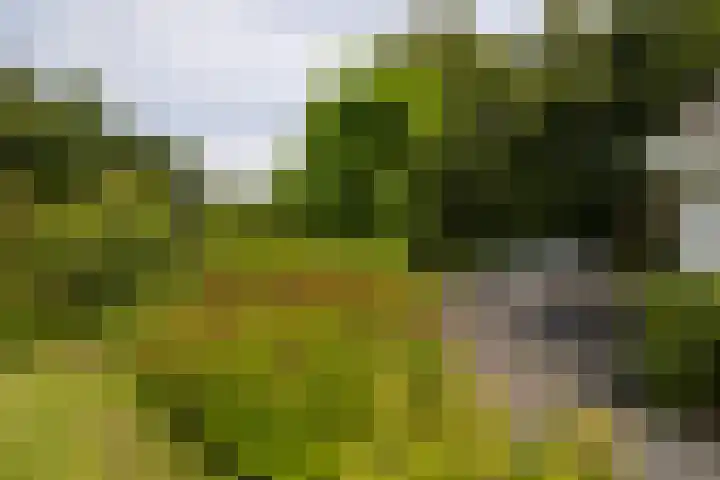 Vogelenzangseweg 69 Vogelenzang thumbnail 5