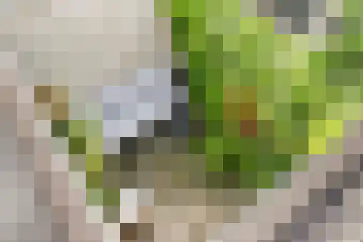 Vogelezang 25 Alkmaar thumbnail 29
