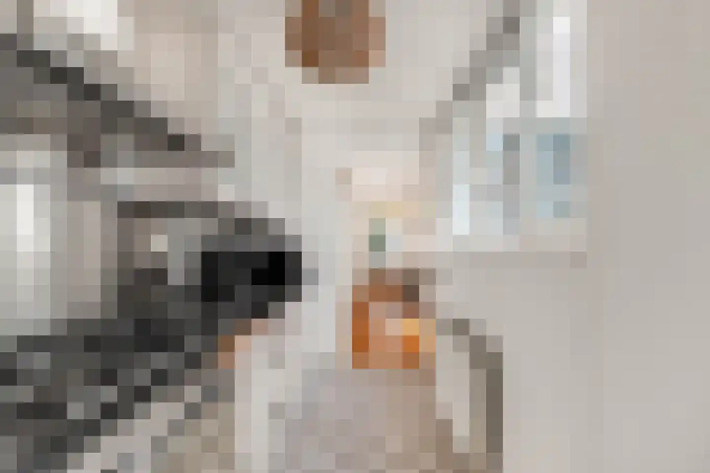 Vogelezang 9 Alkmaar thumbnail 14
