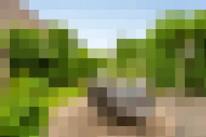 Vogelhei 2 Best thumbnail 5