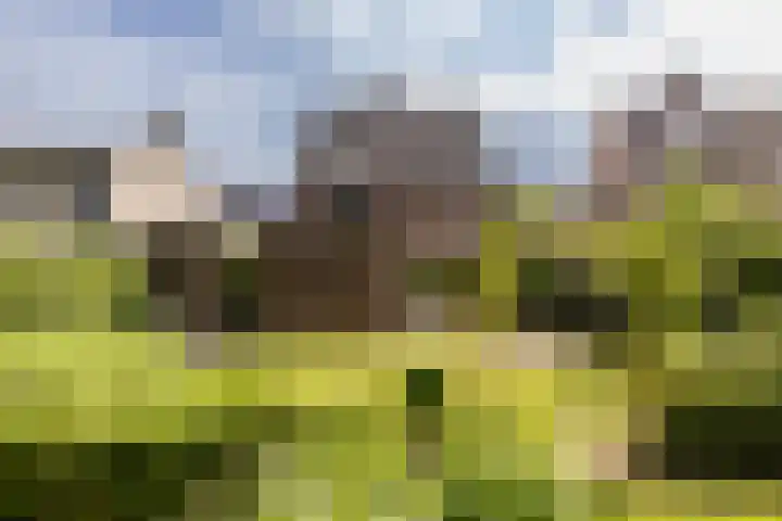 Vogelkers 11 Helvoirt thumbnail 30