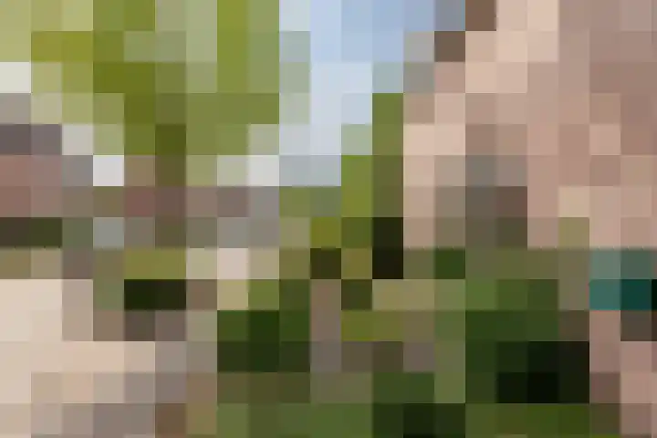 Vogelkers 11 Helvoirt thumbnail 36