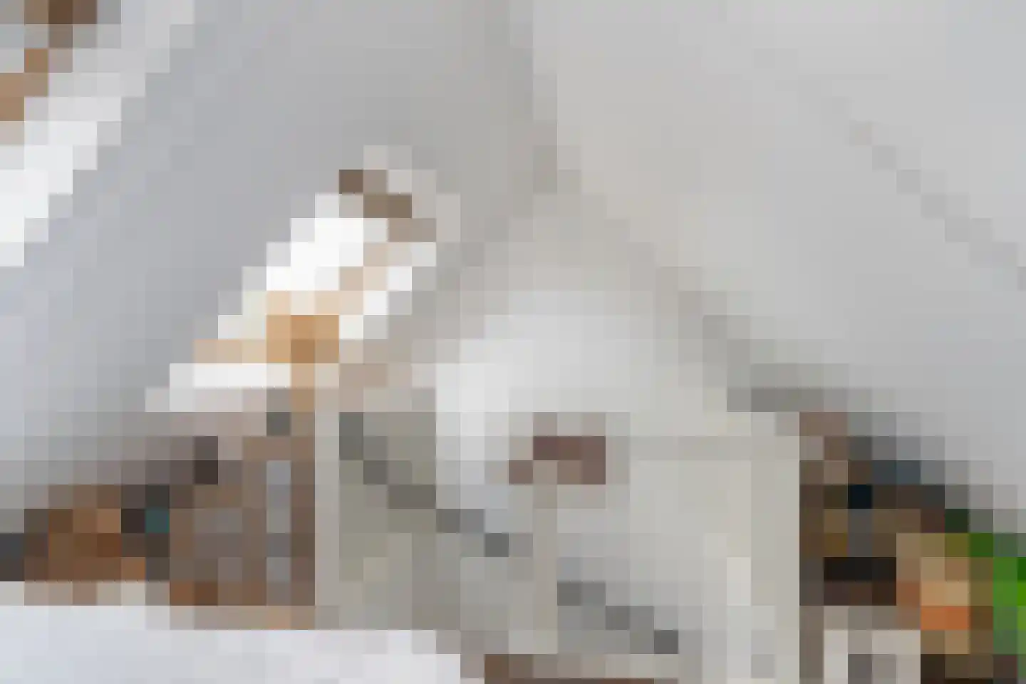 Vogelkers 2 e Poortugaal thumbnail 19
