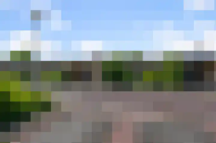 Vogelkers 32 Heemskerk thumbnail 33