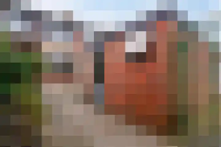 Vogelkersstraat 17 Groningen thumbnail 26