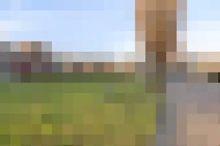 Vogellijm 4 Elsloo thumbnail 8