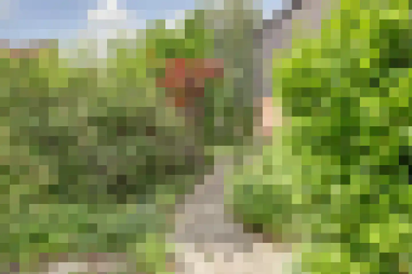 Vogelmuur 1 Bodegraven thumbnail 46