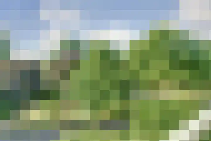 Vogelplantsoen 186 Dieren thumbnail 13