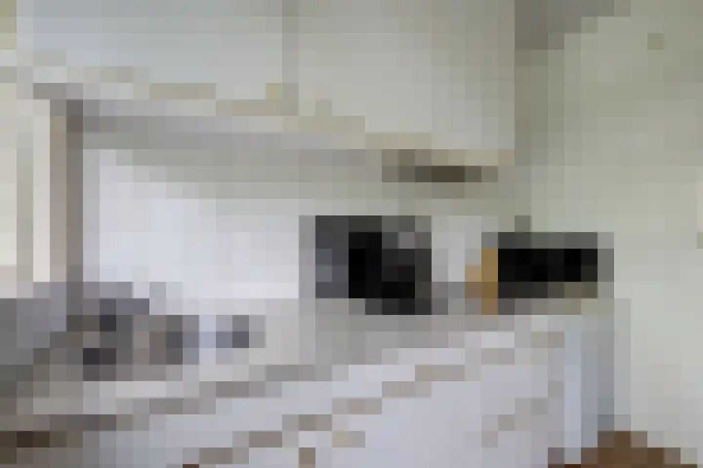 Vogelplantsoen 2 Dieren thumbnail 20