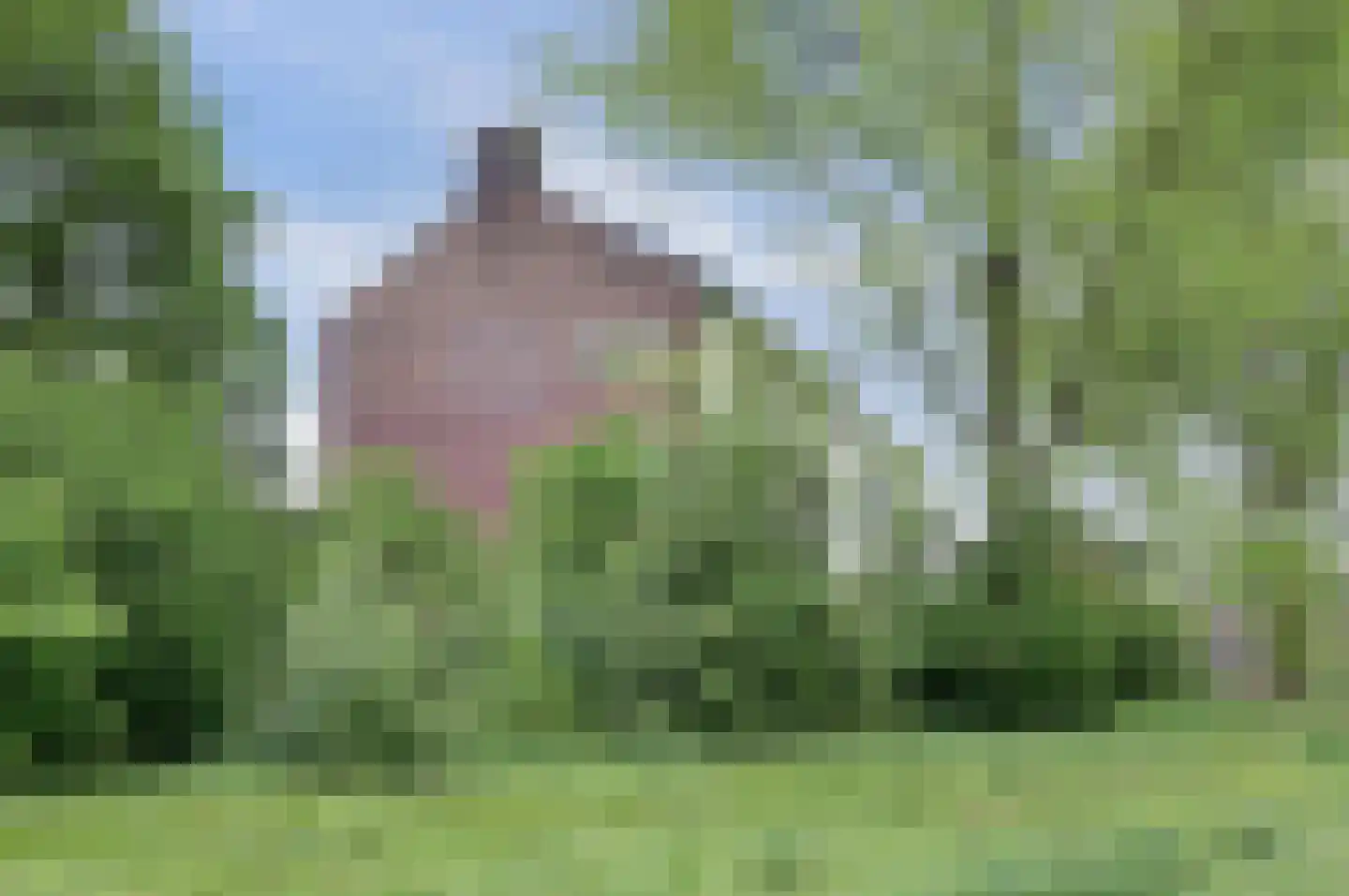 Vogelplantsoen 2 Dieren thumbnail 36