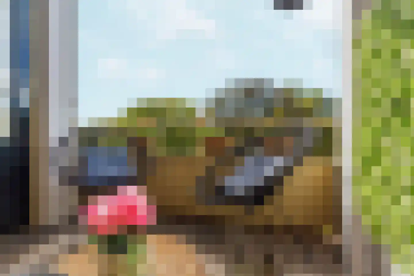 Vogelplantsoen 68 Dieren thumbnail 11