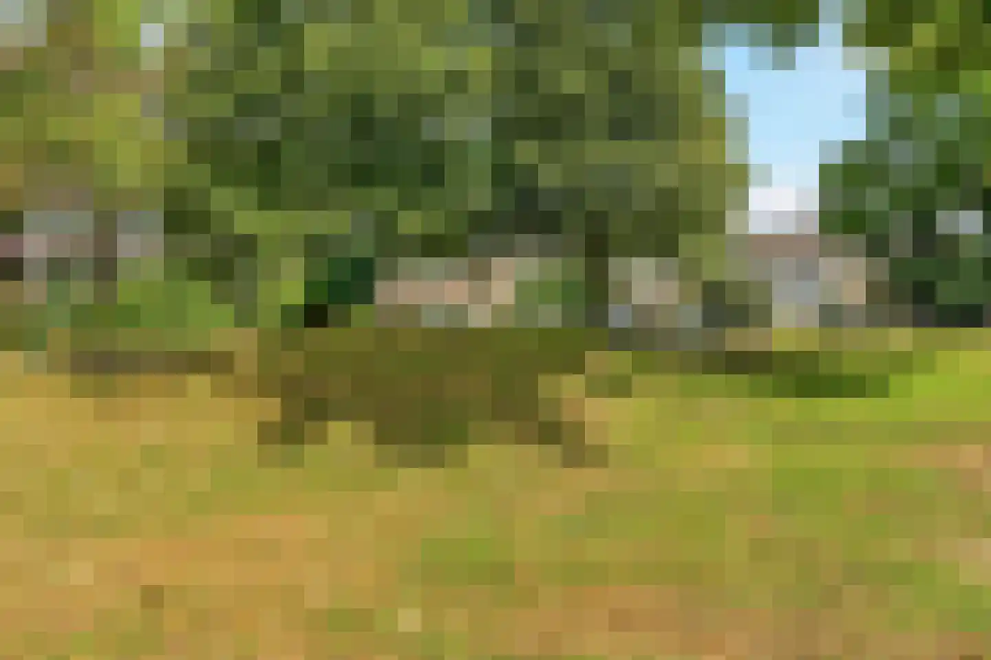 Vogelplantsoen 68 Dieren thumbnail 22