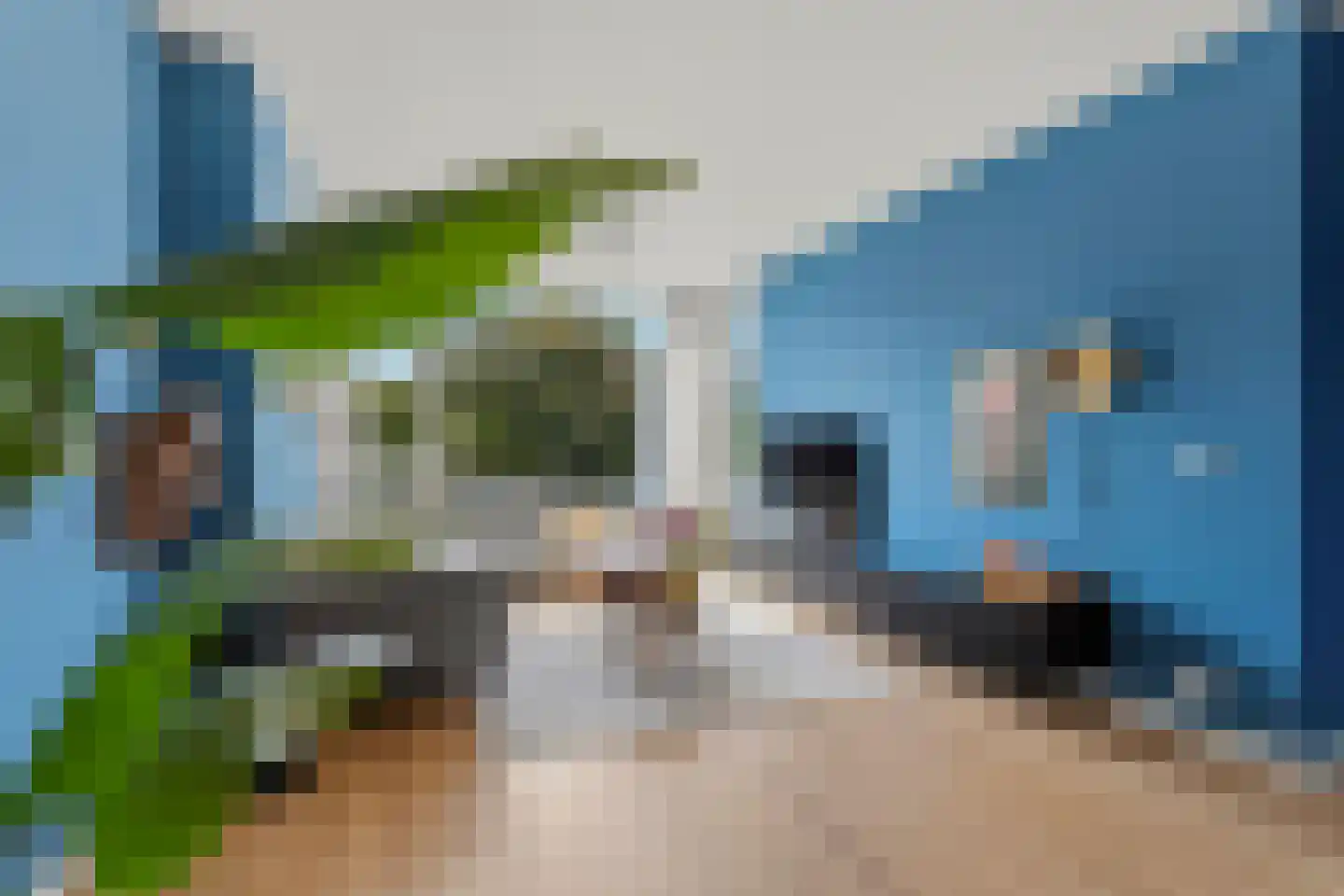 Vogelplantsoen 68 Dieren thumbnail 6