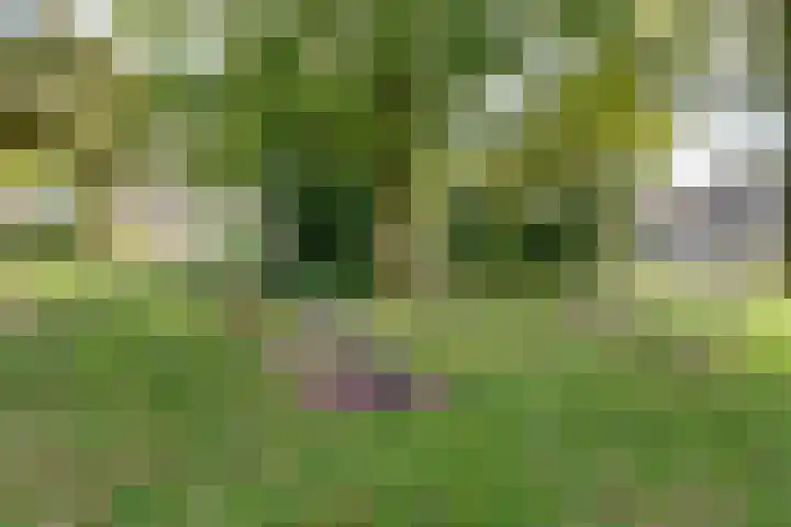 Vogelplantsoen 71 Dieren thumbnail 30