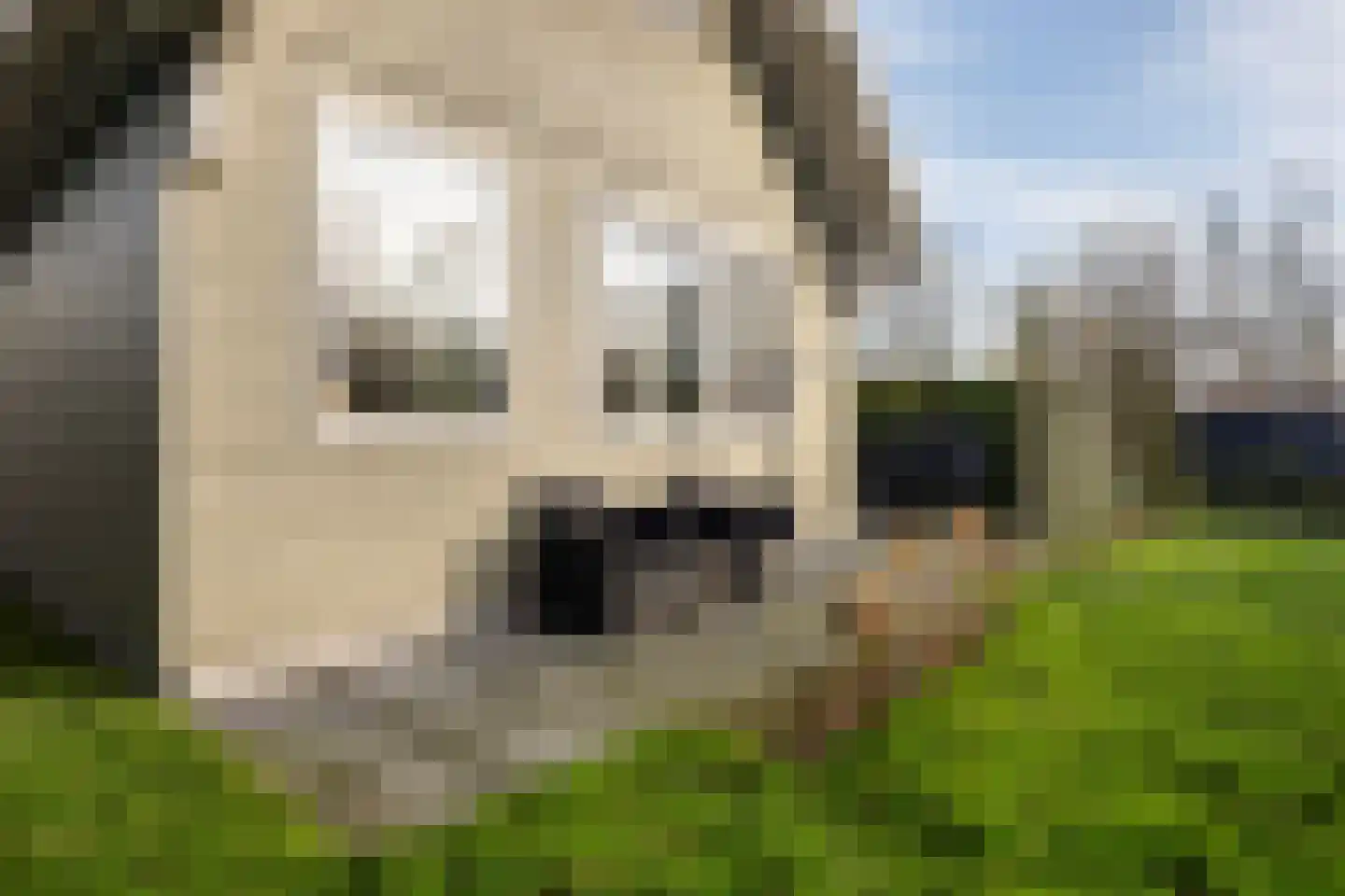 Vogels' tún 157 Tzummarum thumbnail 6