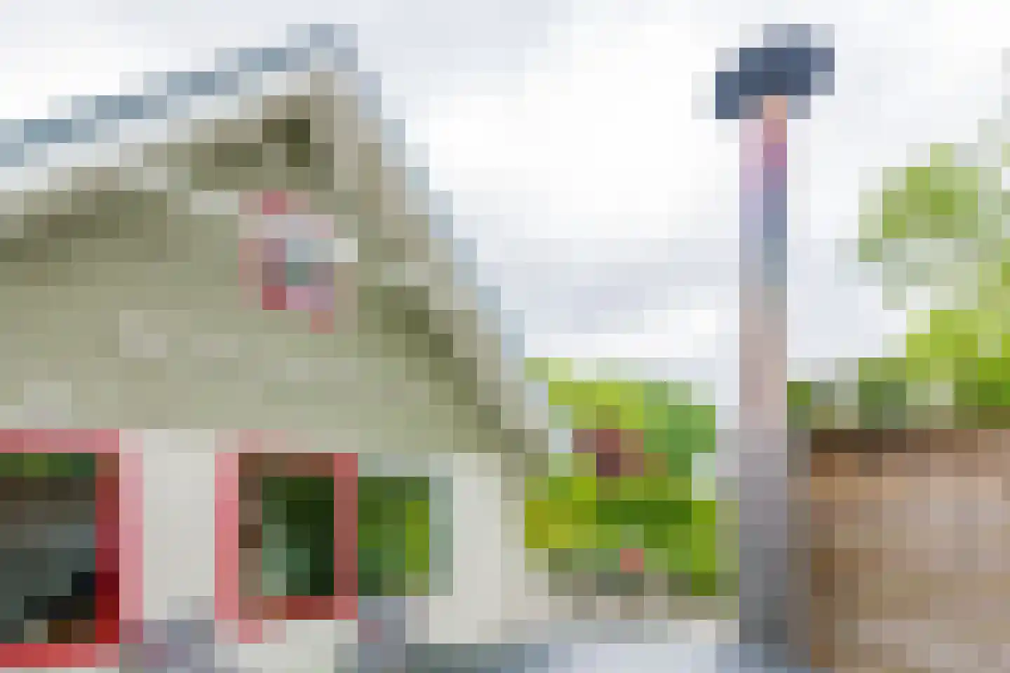 Vogels' tún 53 Tzummarum thumbnail 16