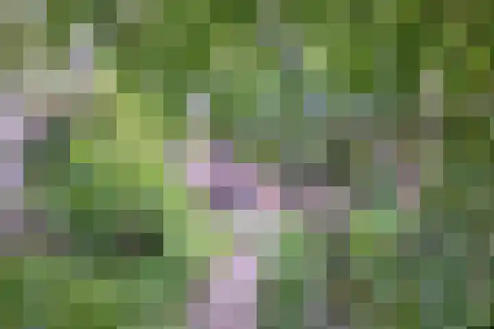 Vogelslag 115 Deventer thumbnail 4