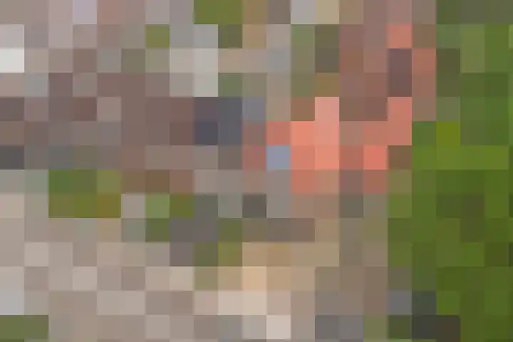 Vogelslag 2 Deventer thumbnail 36