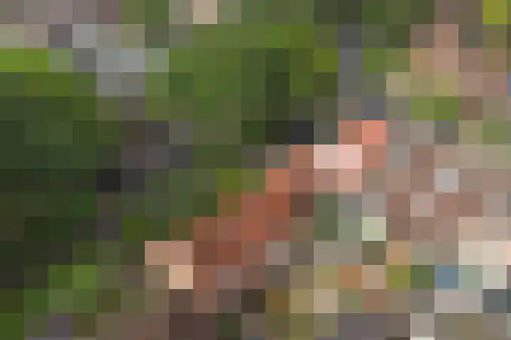 Vogelslag 2 Deventer thumbnail 38