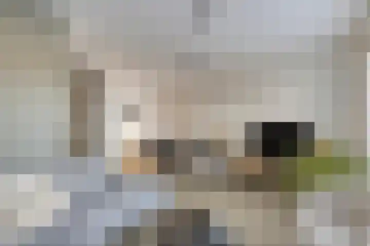 Vogeltjesmarkt 79 Veenendaal thumbnail 7