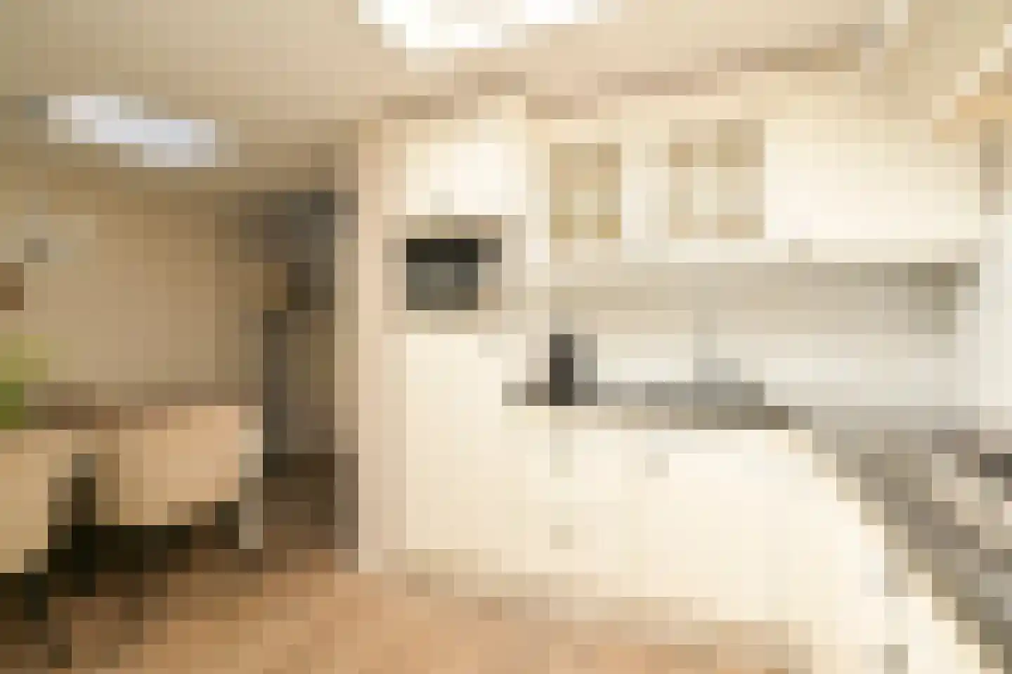 Vogeltuinen 14 Den Haag thumbnail 16