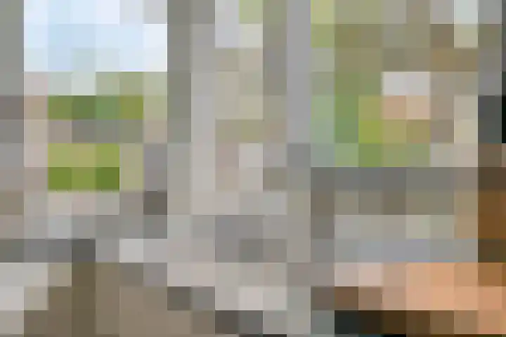 Vogelven 17 Rijsbergen thumbnail 17