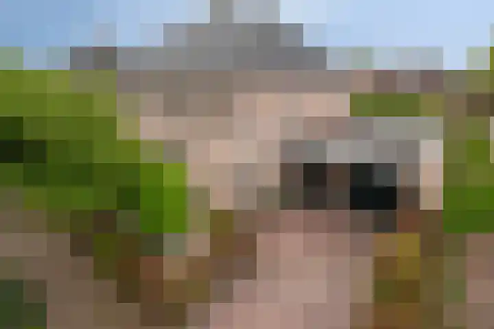 Vogelven 17 Rijsbergen thumbnail 46