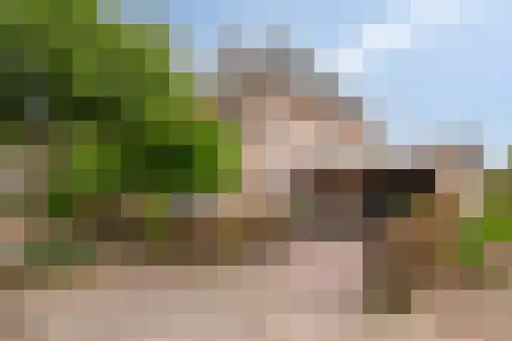 Vogelven 17 Rijsbergen thumbnail 6