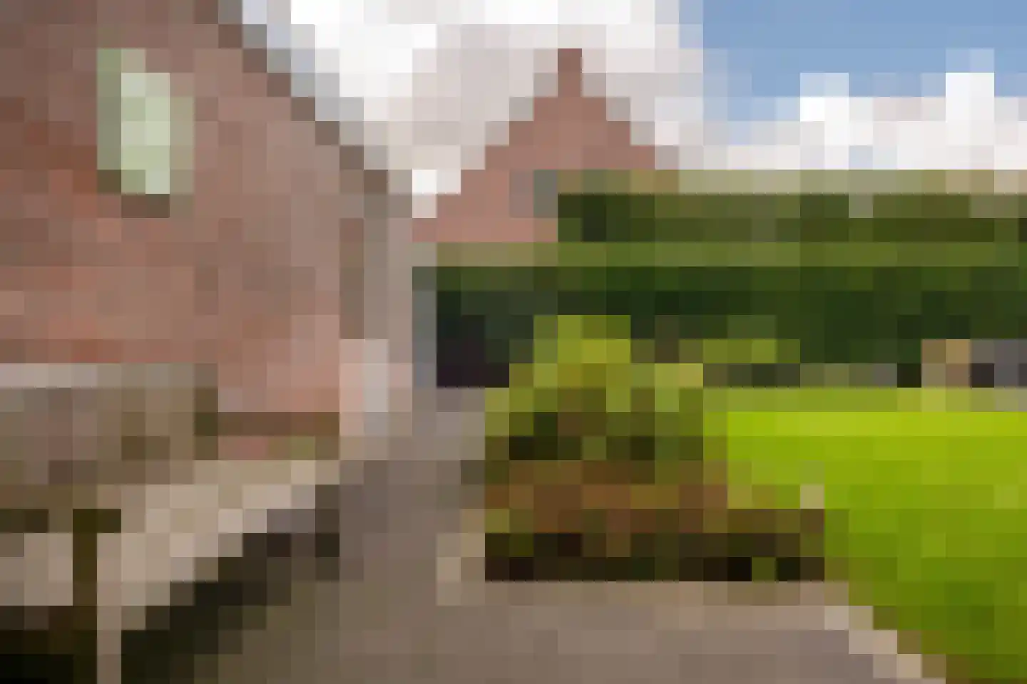Vogelven 26 Hoogerheide thumbnail 40