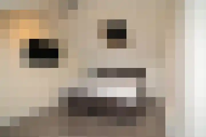 Vogelvlinder 6 Enschede thumbnail 30